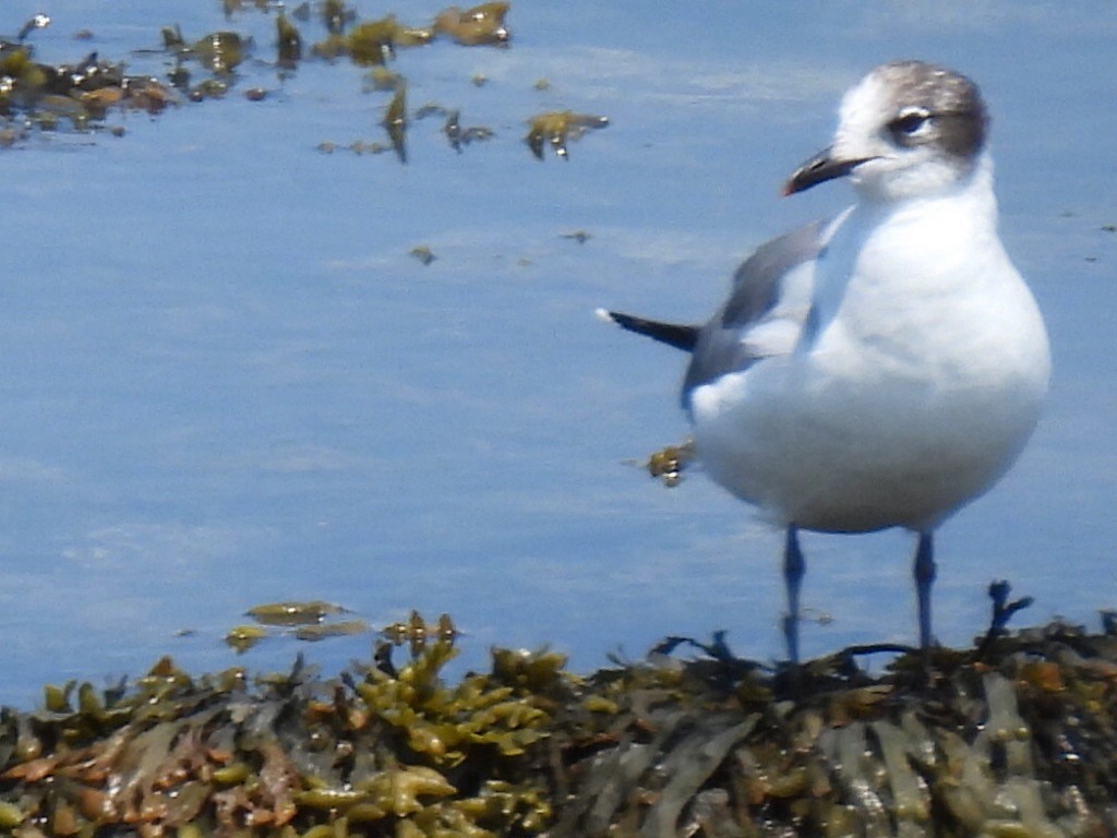 Franklin's Gull - ML620581946