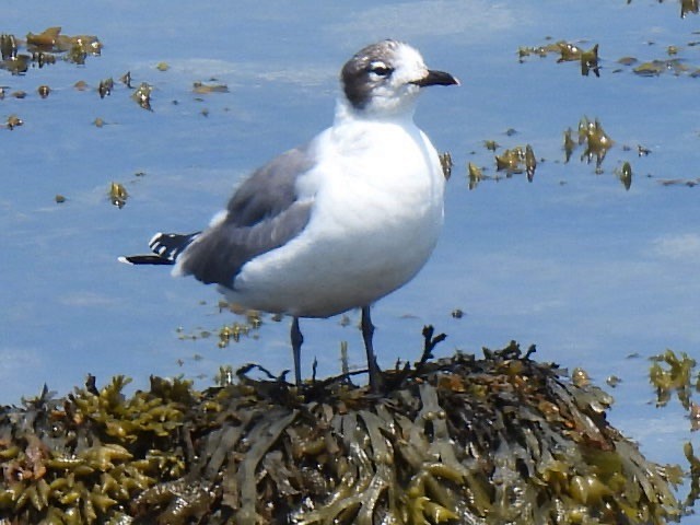 Franklin's Gull - Stephen Spector