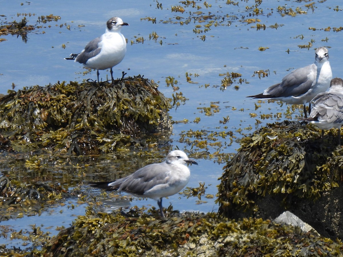 Franklin's Gull - ML620581948