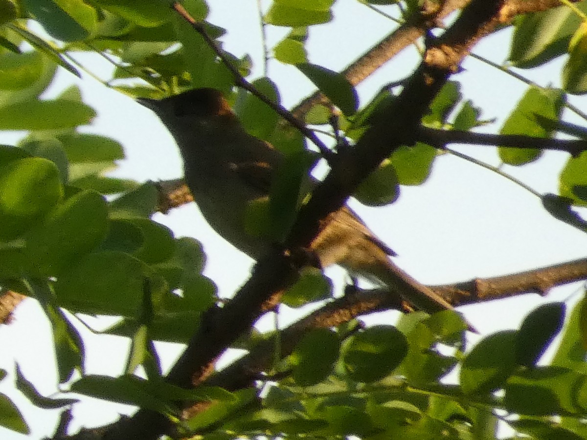 Eurasian Blackcap - ML620581951