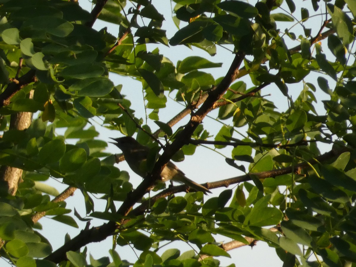 Eurasian Blackcap - ML620581952