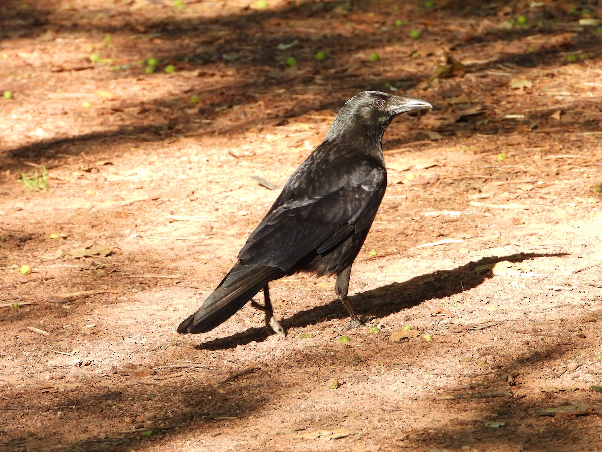 Carrion Crow - valerie pelchat