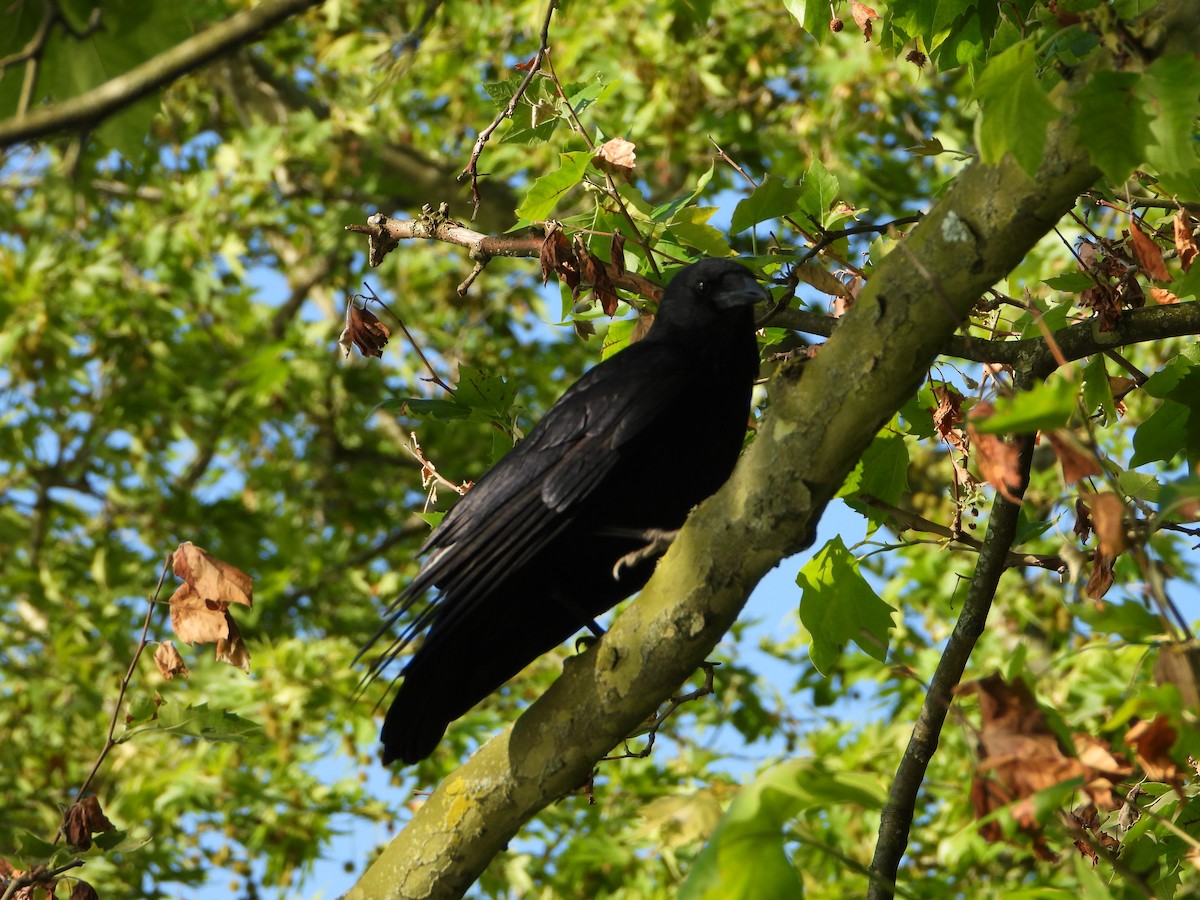 Carrion Crow - ML620581957