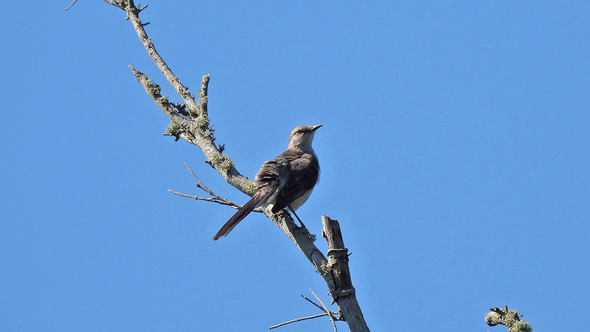 Northern Mockingbird - ML620581965