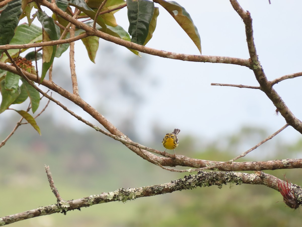 Blackburnian Warbler - ML620581967