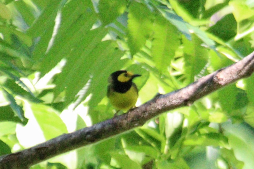 Hooded Warbler - ML620581971