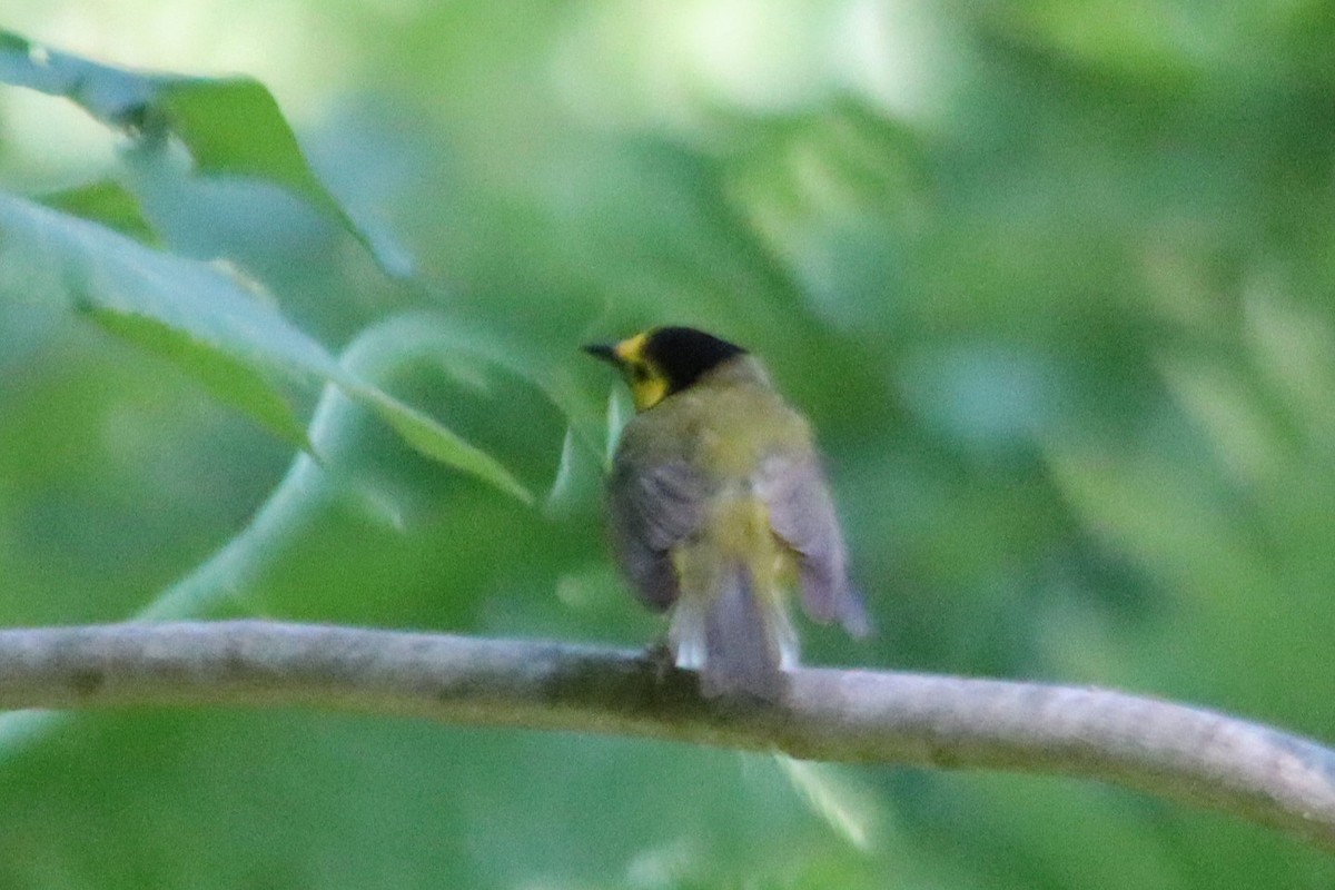 Hooded Warbler - ML620581972