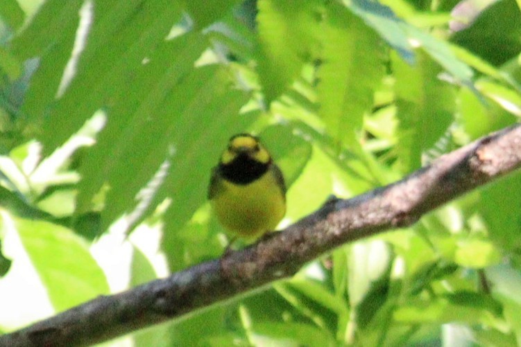 Hooded Warbler - ML620581973