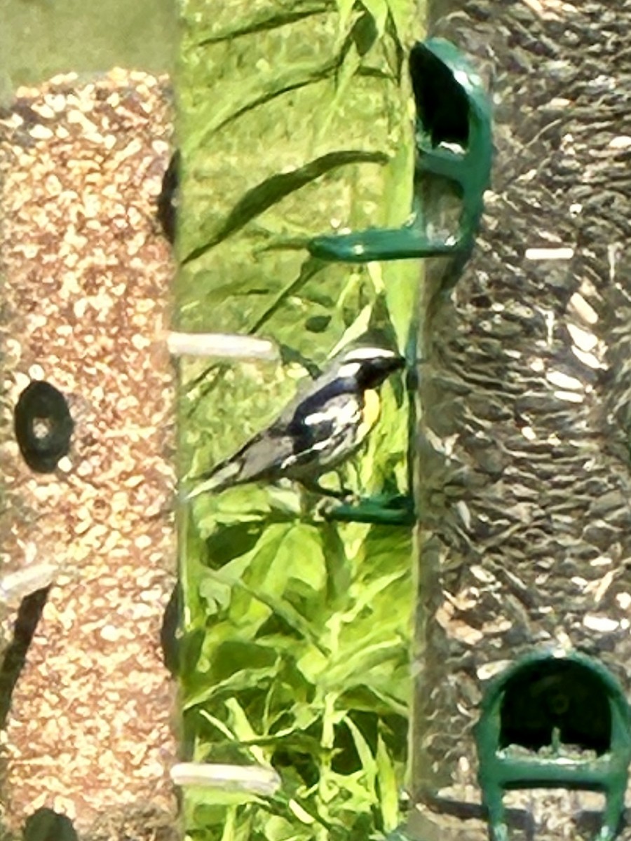 Yellow-throated Warbler (dominica/stoddardi) - ML620581975