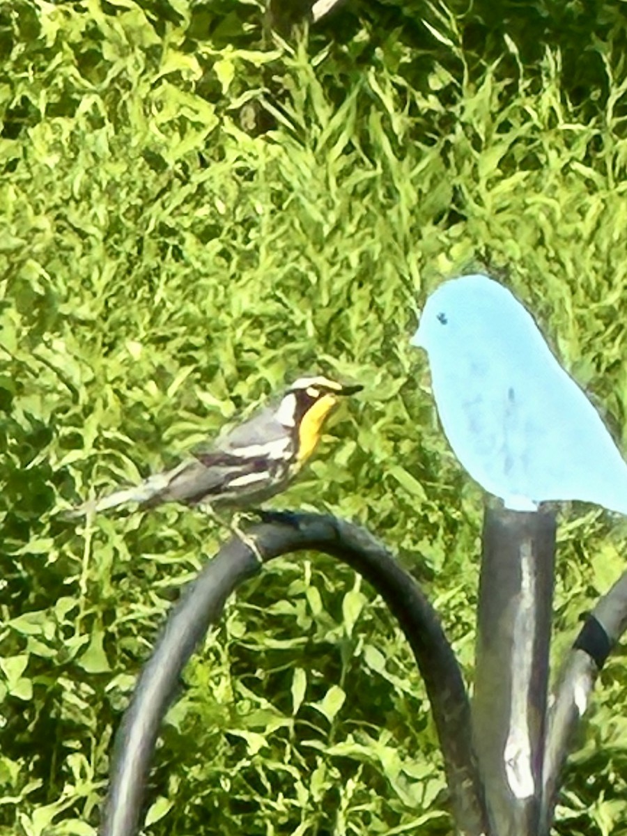 Yellow-throated Warbler (dominica/stoddardi) - ML620581976