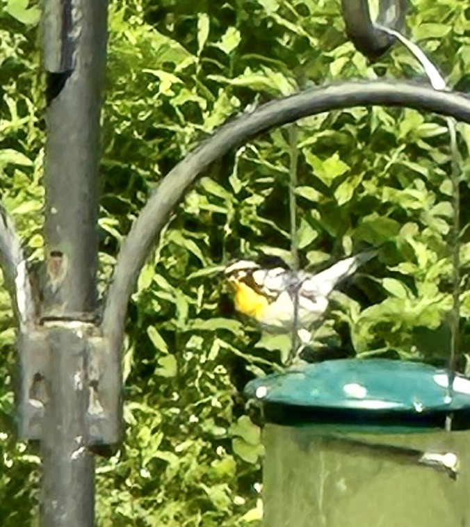 Yellow-throated Warbler (dominica/stoddardi) - ML620581978