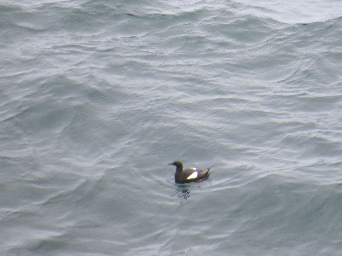 Black Guillemot - ML620581979