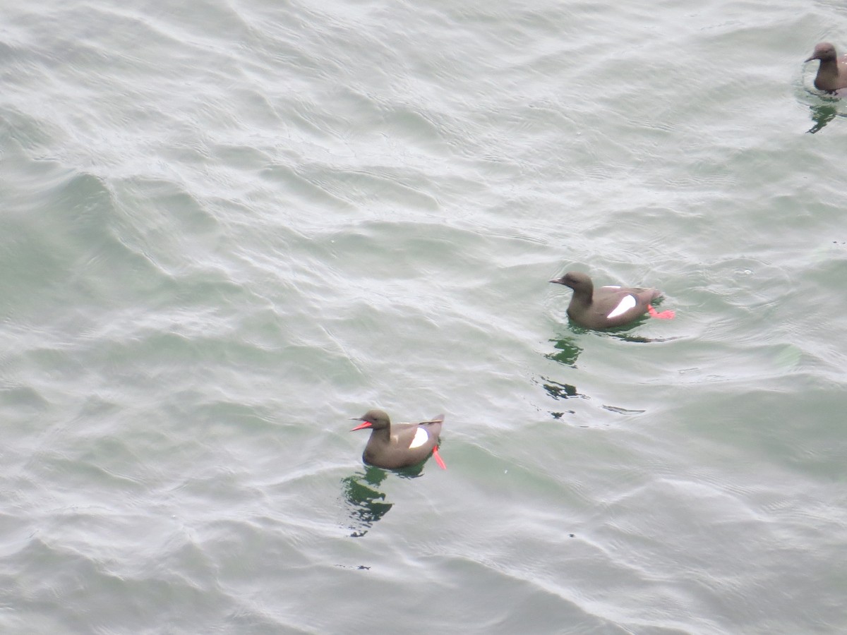 Black Guillemot - ML620581980