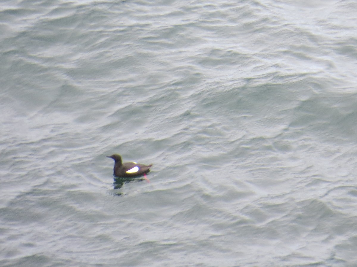 Black Guillemot - ML620581981