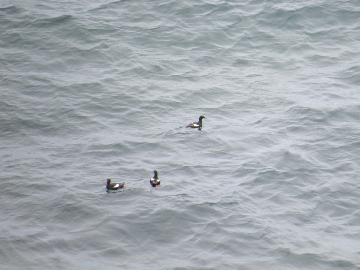 Black Guillemot - ML620581983