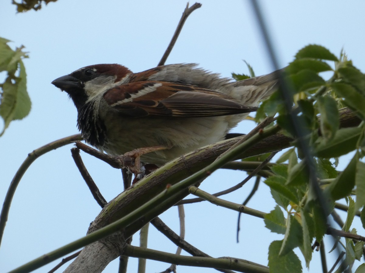 House Sparrow - ML620581984