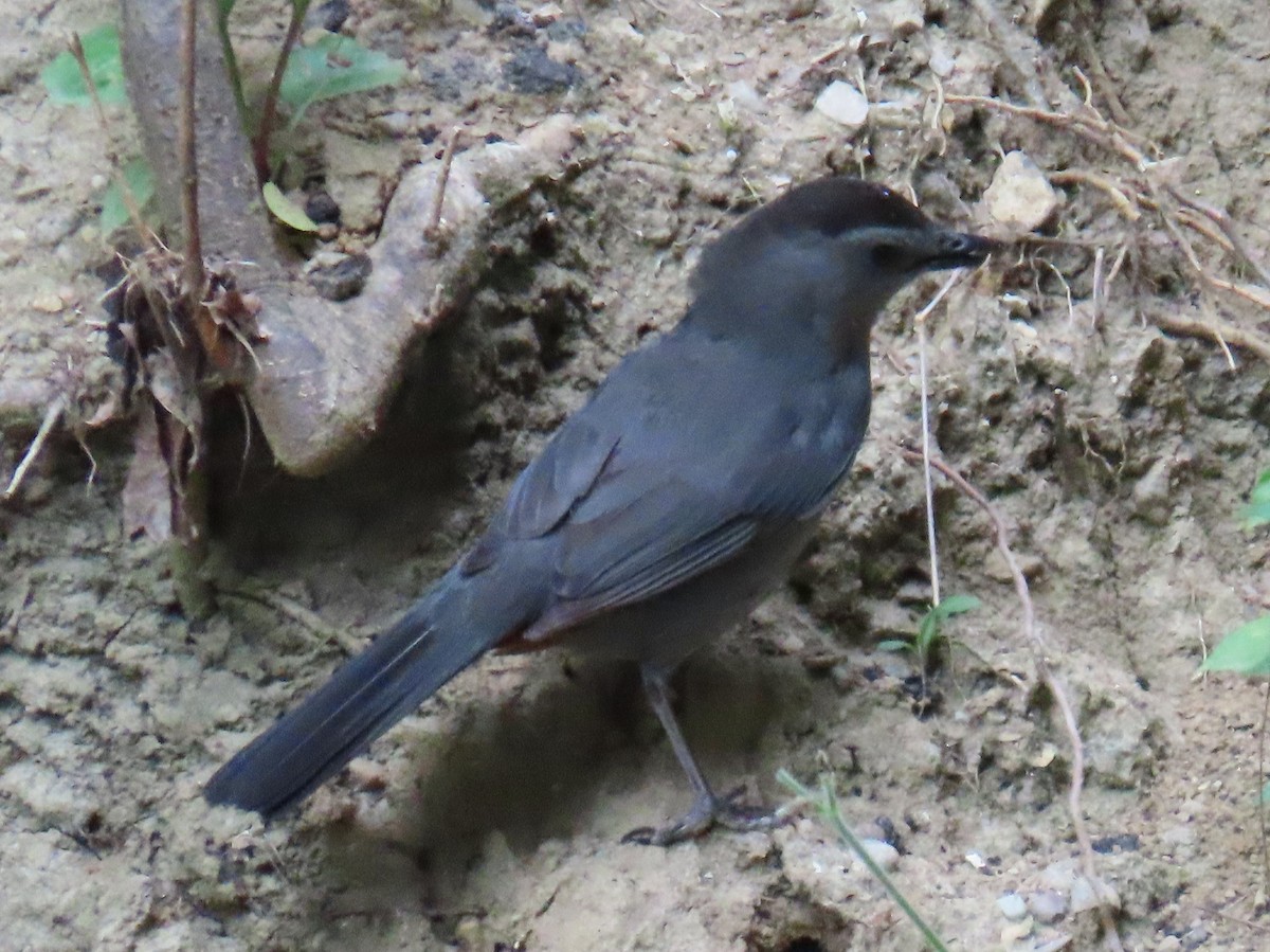 Gray Catbird - ML620581995