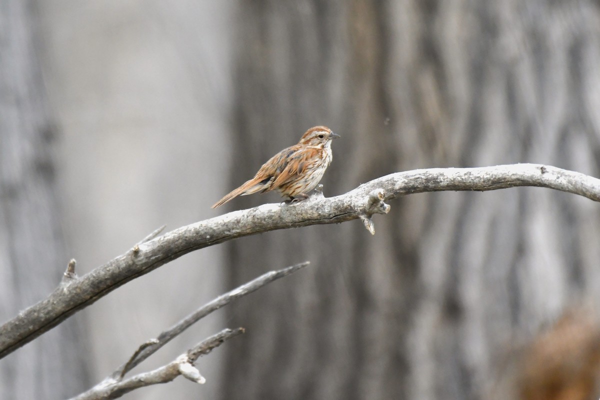 Song Sparrow - ML620581999