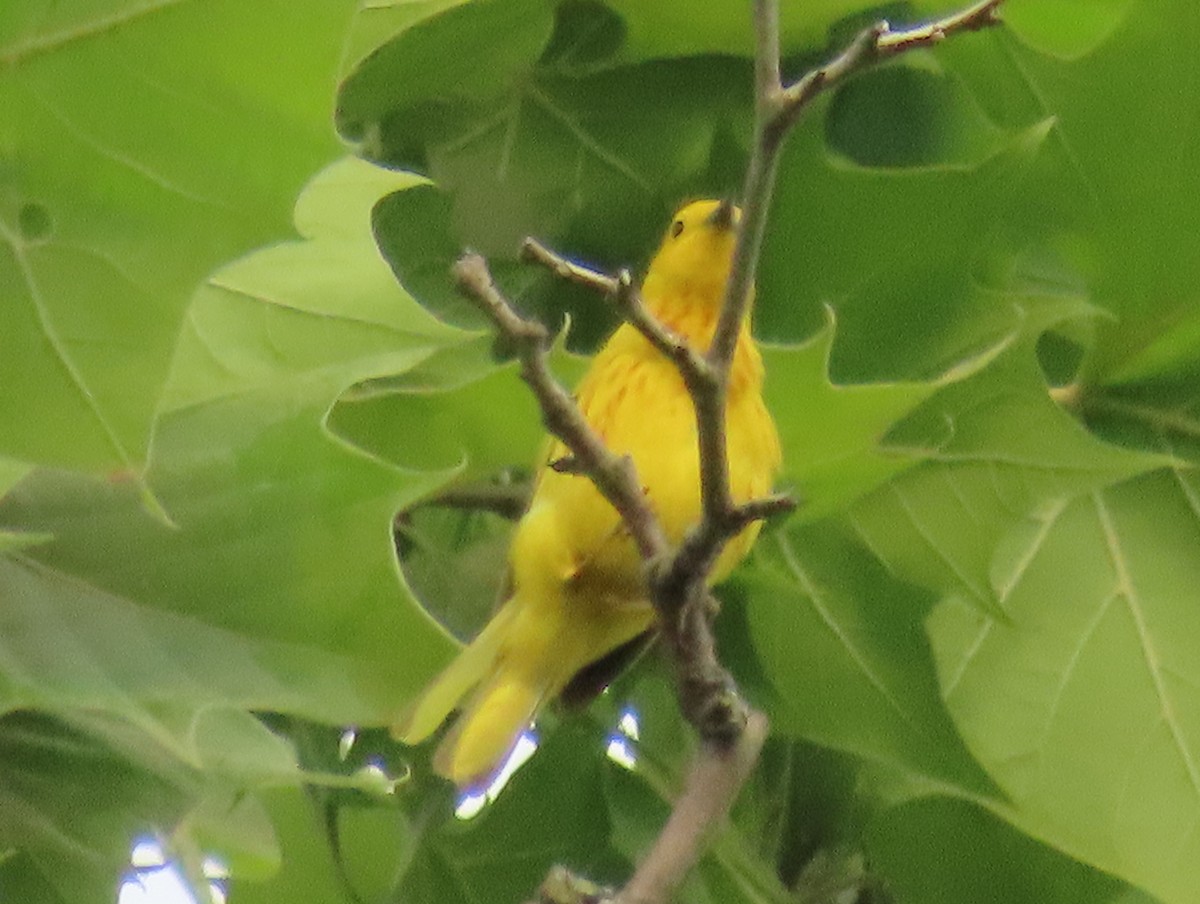 Yellow Warbler - ML620582012
