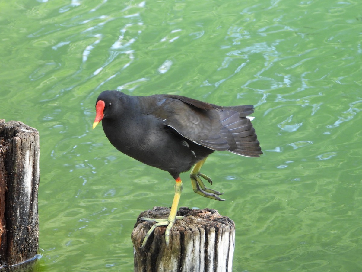 Gallinule poule-d'eau - ML620582027