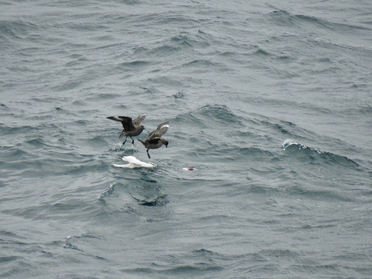 Great Skua - ML620582035