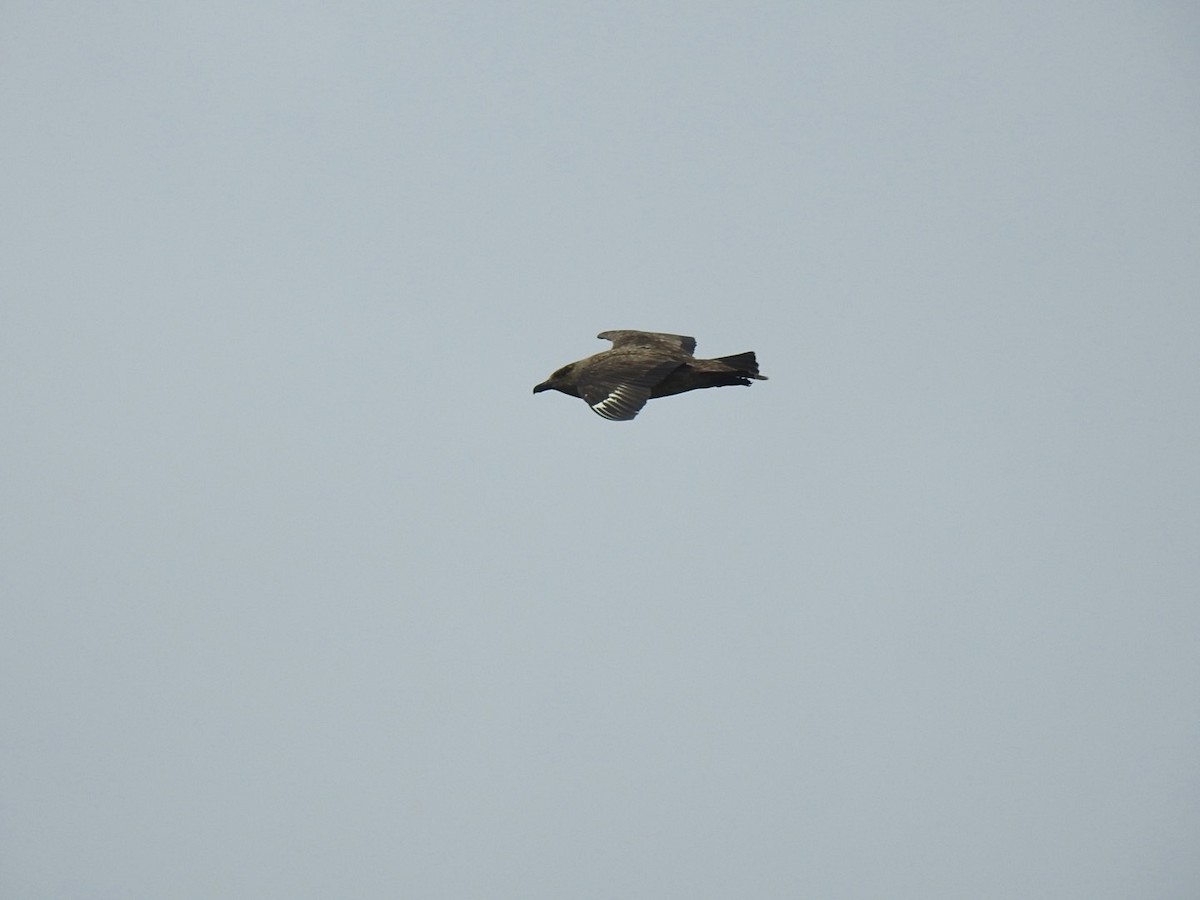 Great Skua - ML620582036