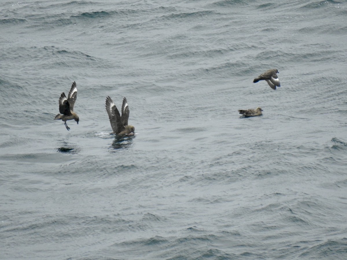 Great Skua - ML620582037