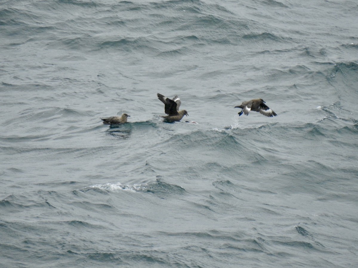 Great Skua - ML620582038