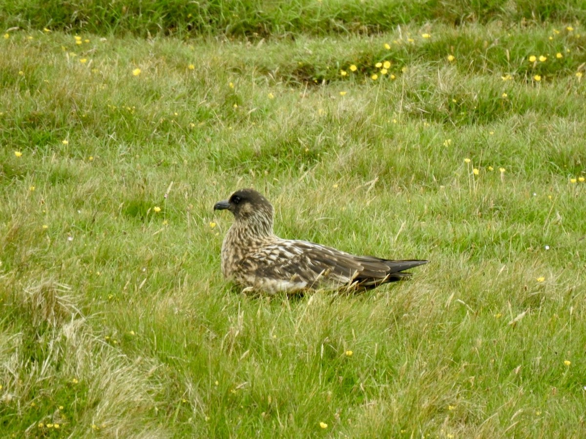 Great Skua - Stephen Bailey