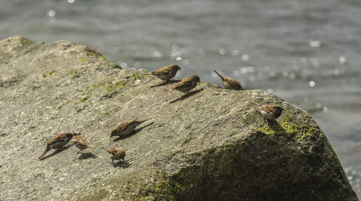 House Sparrow - ML620582041