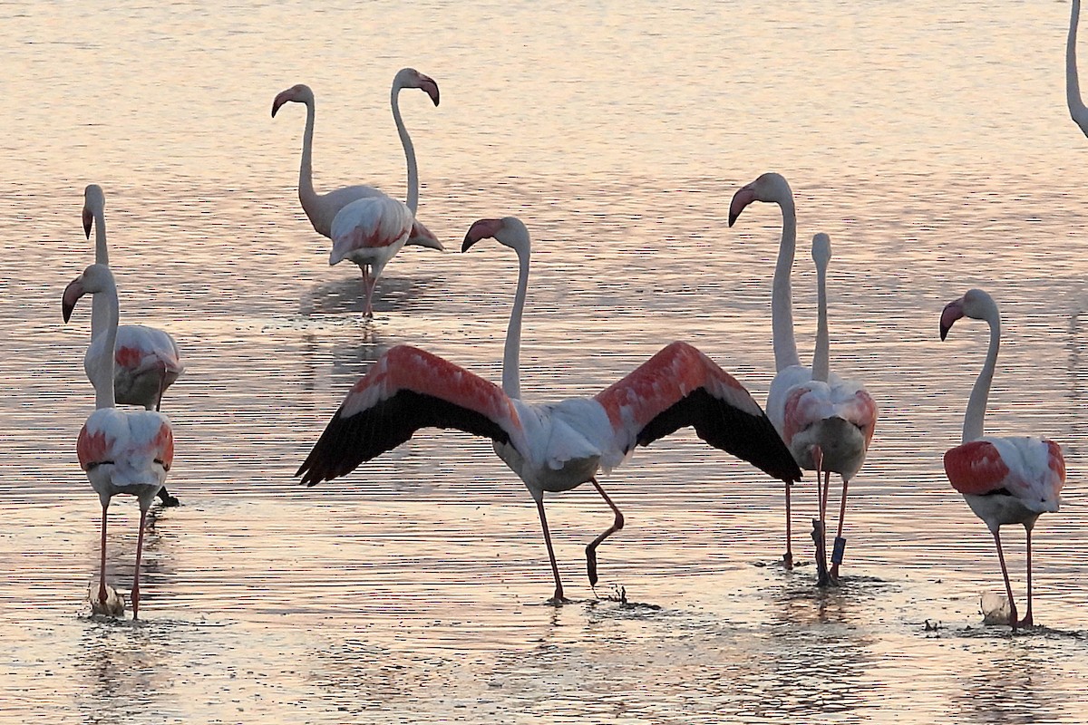 Greater Flamingo - ML620582043