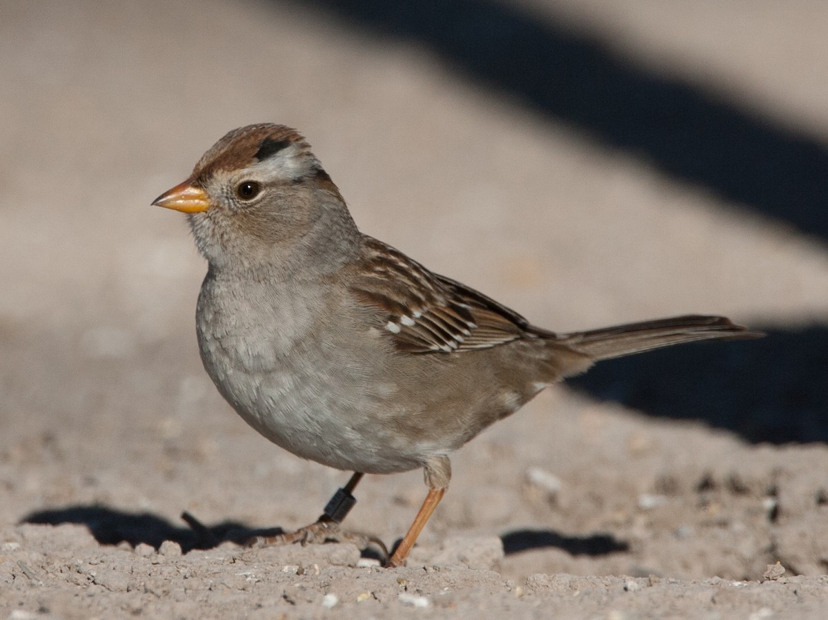 White-crowned Sparrow (Gambel's) - ML620582046