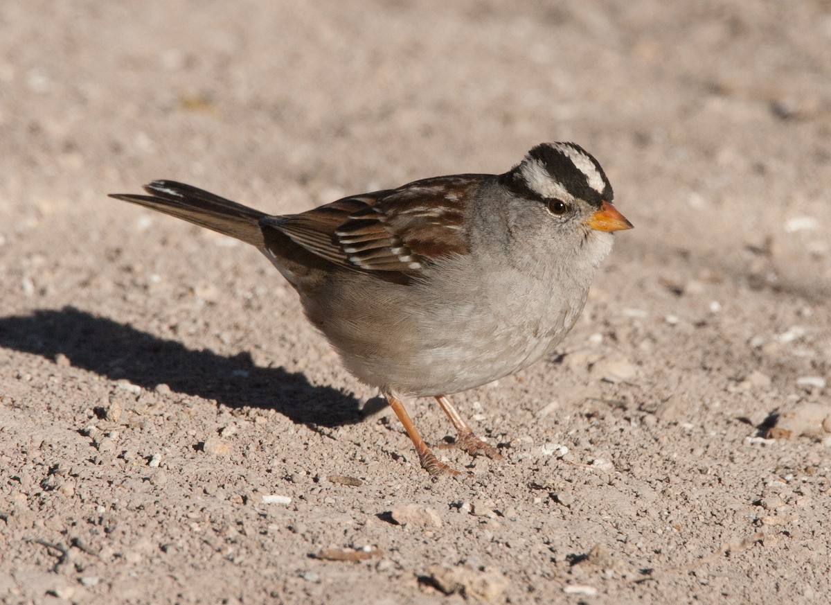 White-crowned Sparrow (Gambel's) - ML620582047