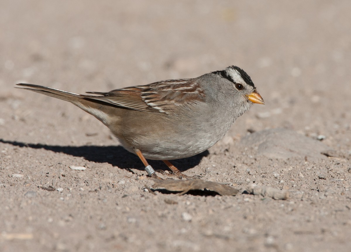 White-crowned Sparrow (Gambel's) - ML620582048