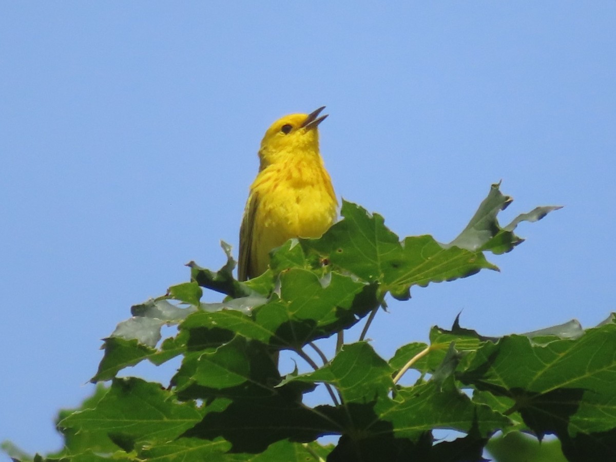 Yellow Warbler - Horst Onken