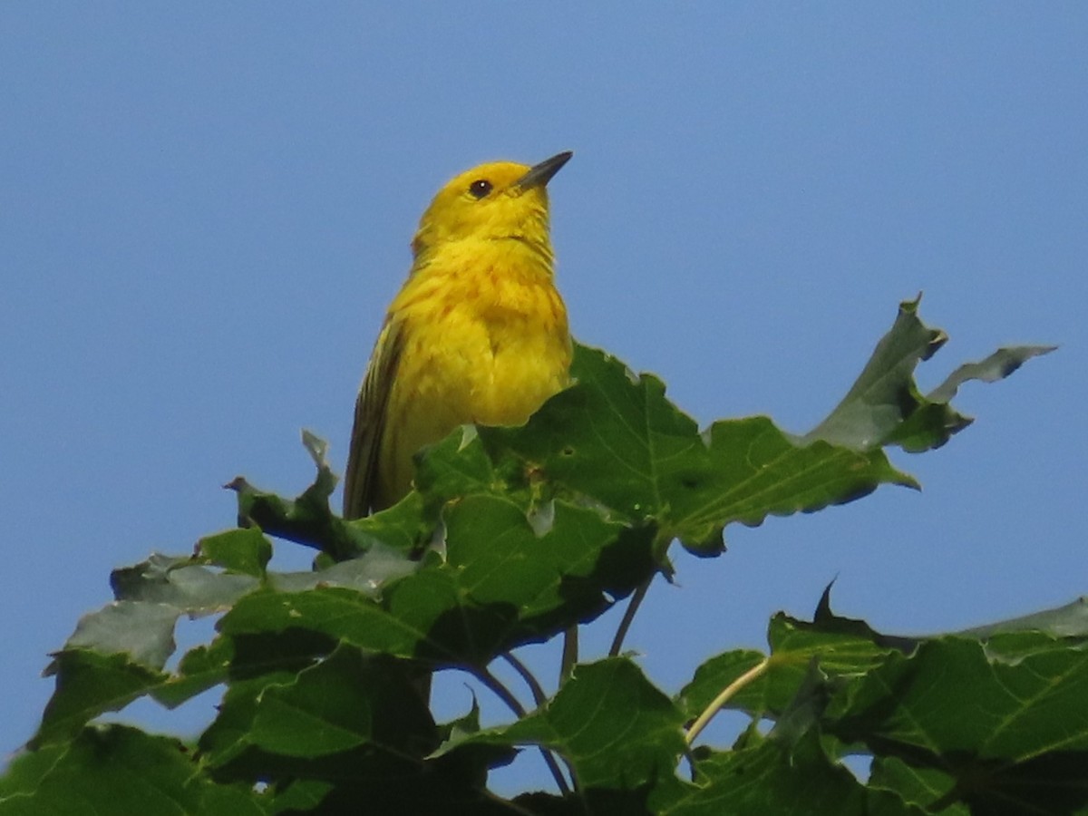 Yellow Warbler - ML620582059