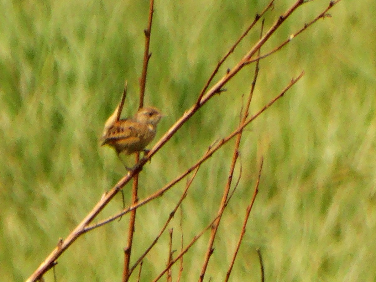 Grass Wren - ML620582060