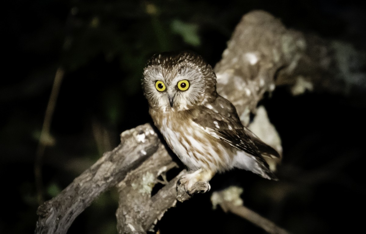 Northern Saw-whet Owl - John Deitsch