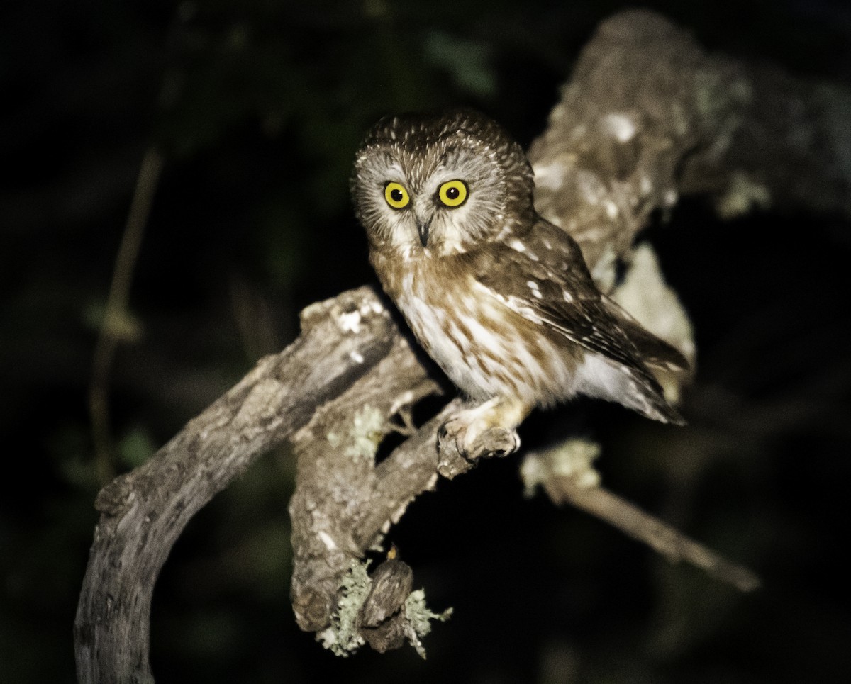 Northern Saw-whet Owl - ML620582066