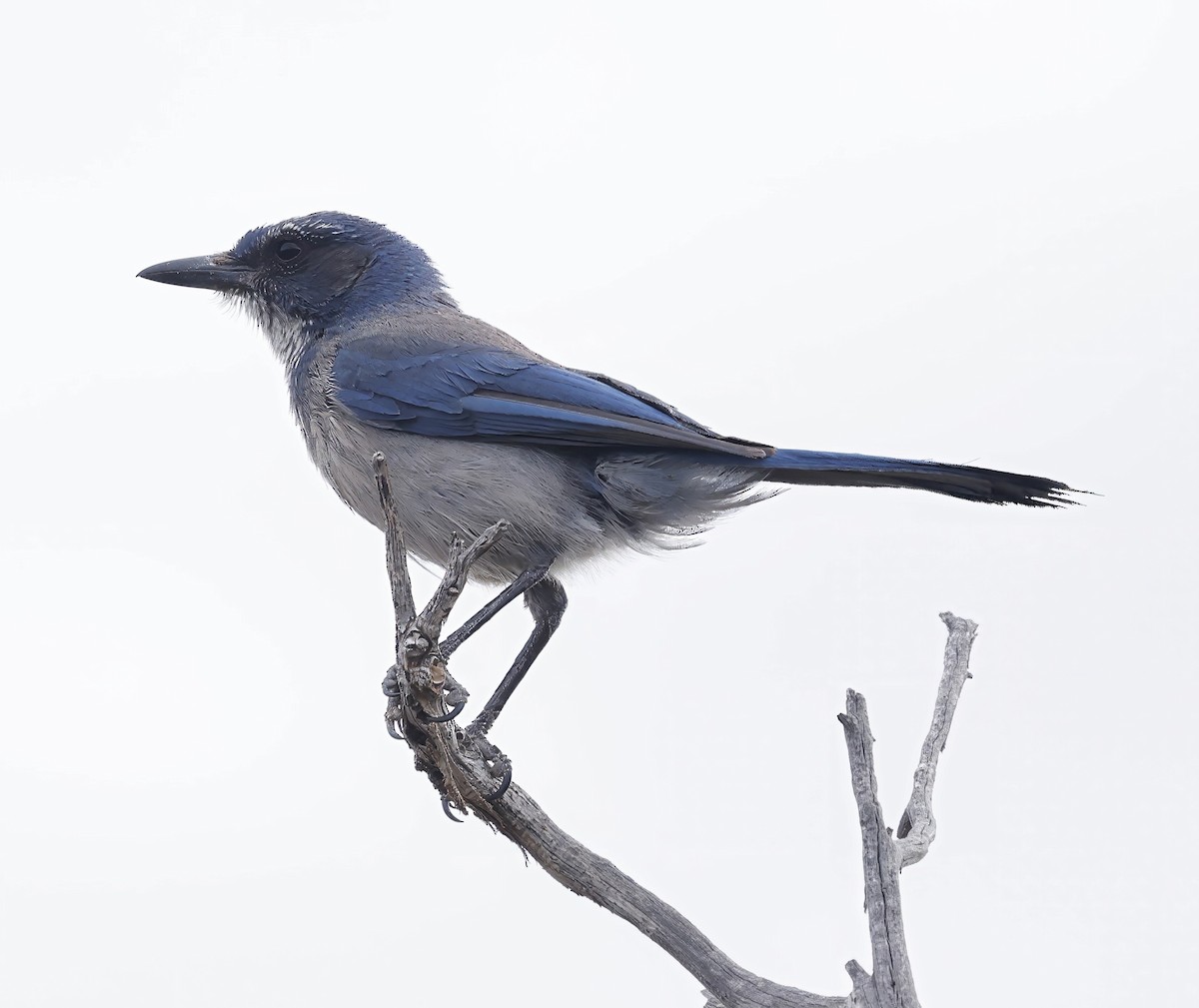 Woodhouse's Scrub-Jay - Jan Hansen