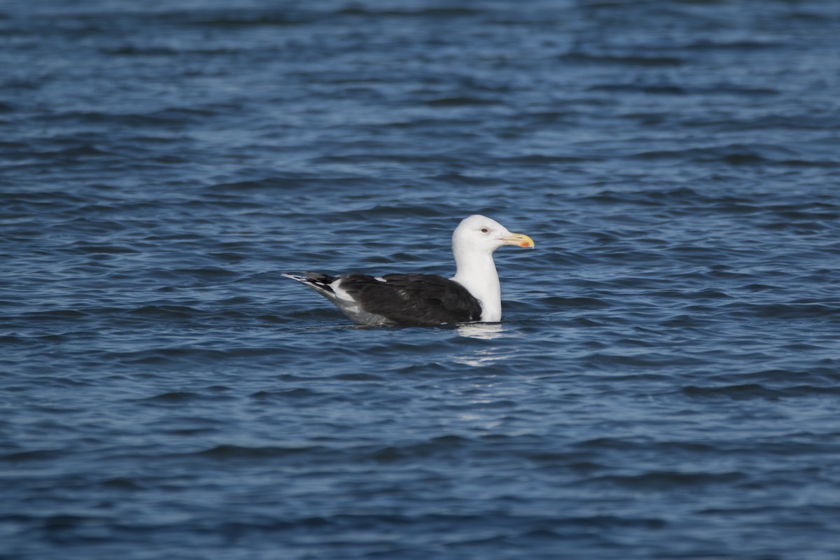 Great Black-backed Gull - Adam Wilson