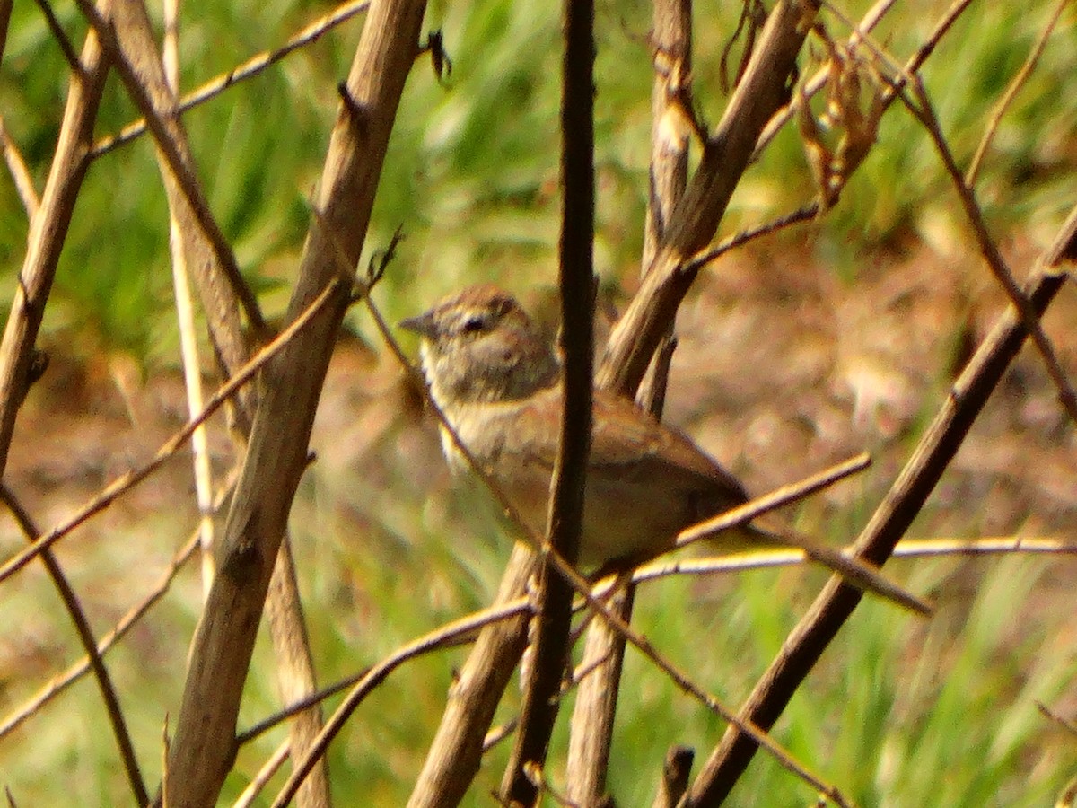 Chingolo de Botteri - ML620582080