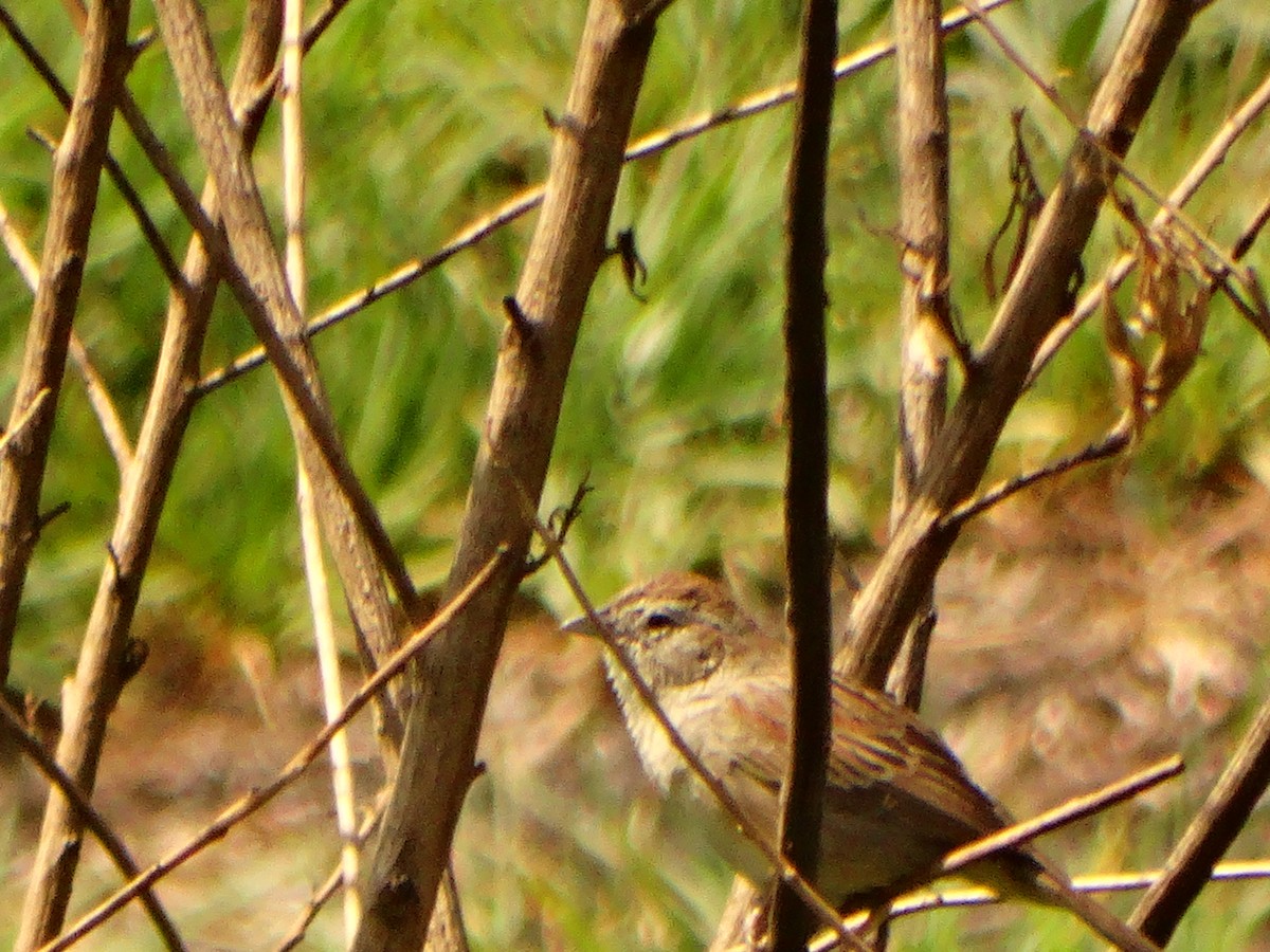 Botteri's Sparrow - ML620582081