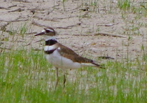 Killdeer - ML620582083