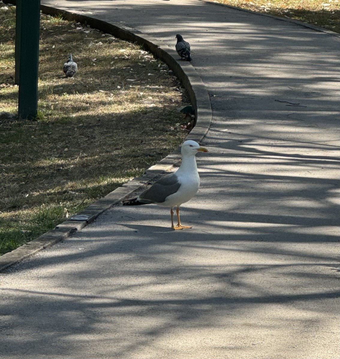 Yellow-legged Gull - ML620582085