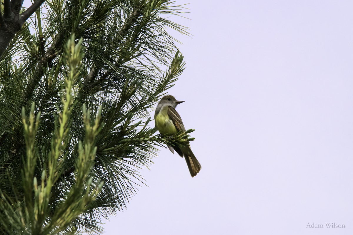 Great Crested Flycatcher - ML620582094