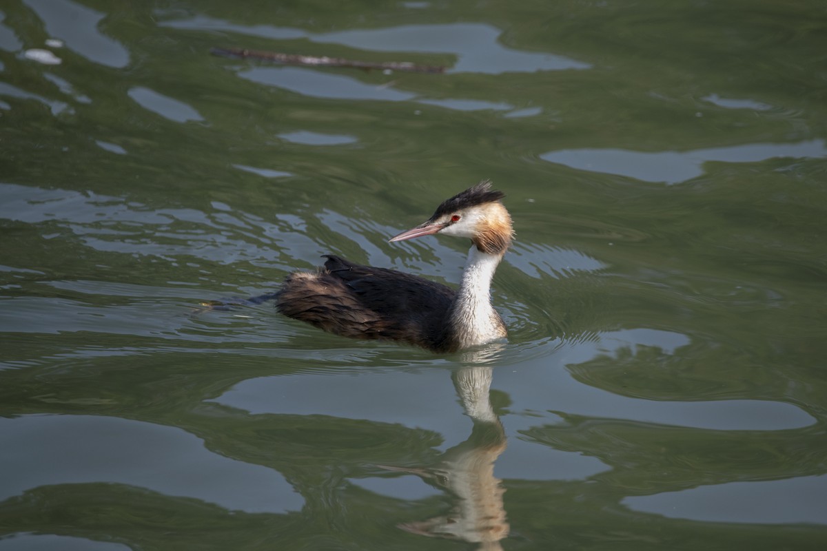 Great Crested Grebe - ML620582102