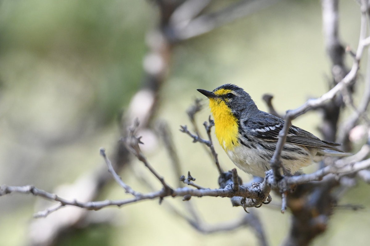 Grace's Warbler - ML620582108