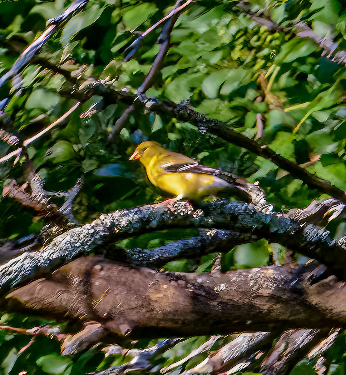 American Goldfinch - ML620582110