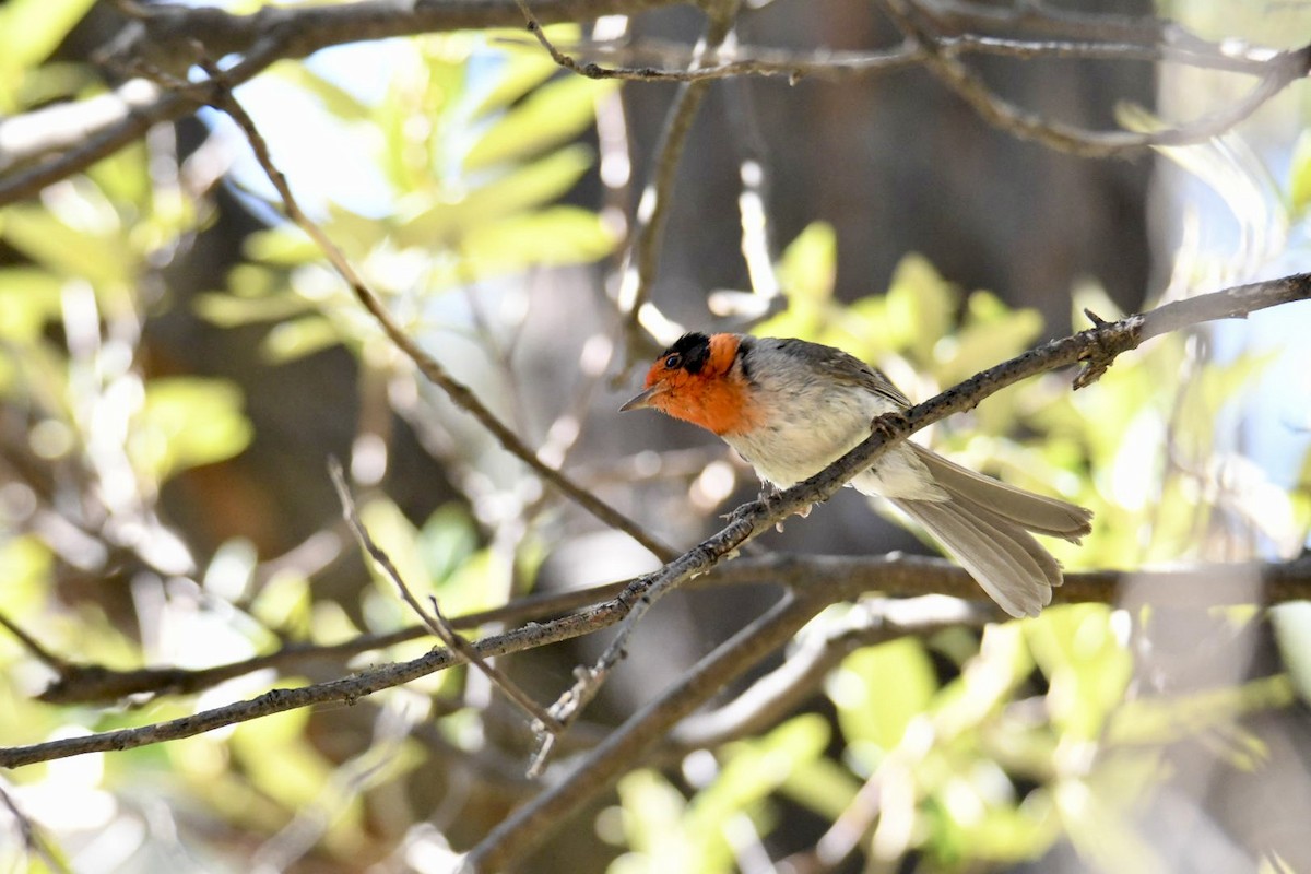 Red-faced Warbler - ML620582112